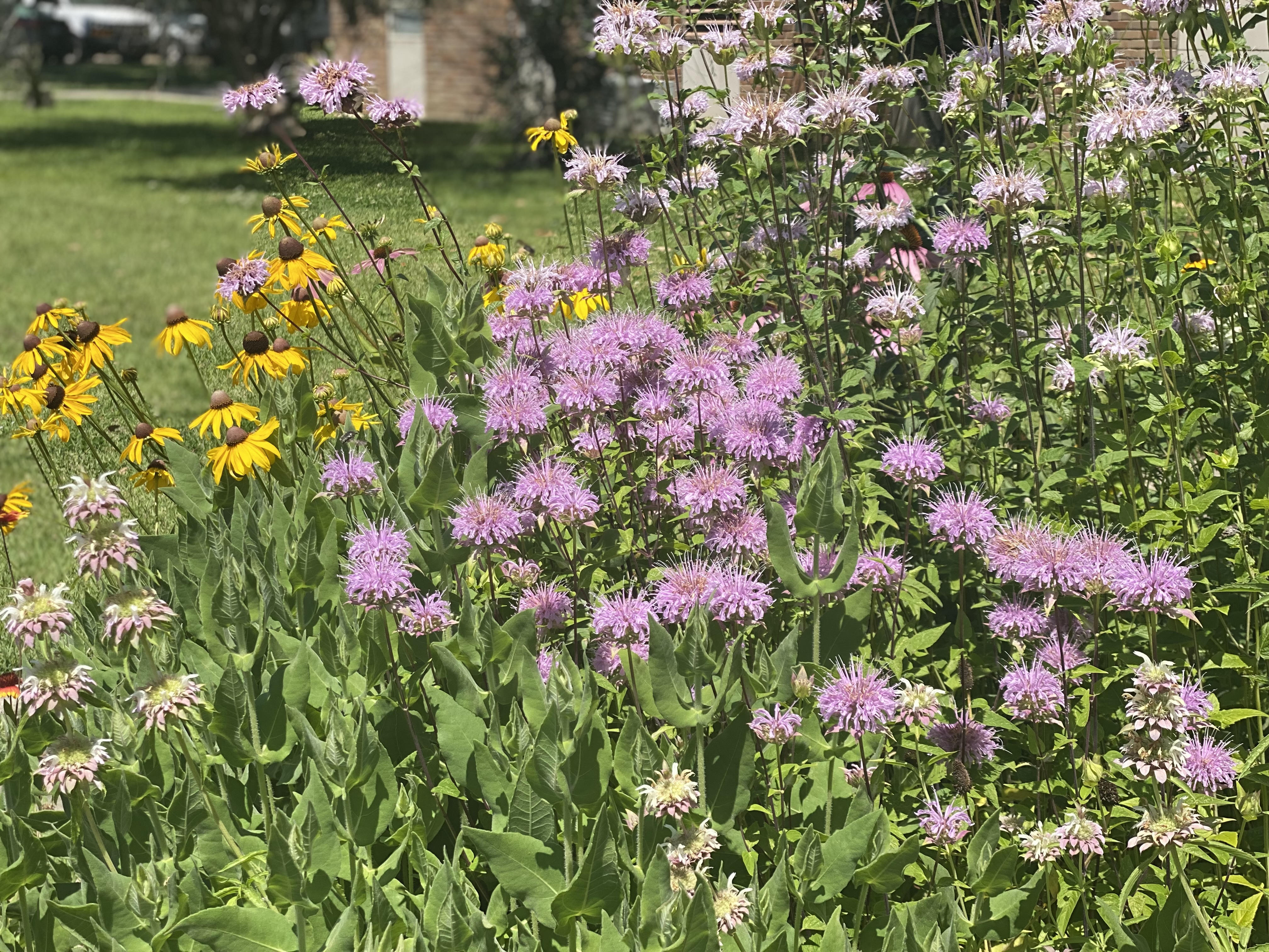 Pink flowers.